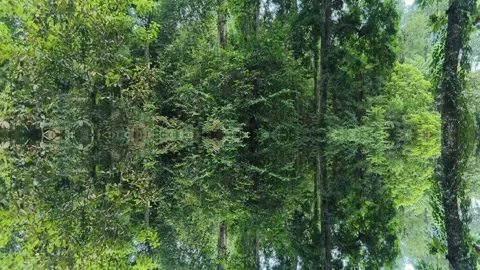 Tranquil Forest and Lake Reflection with Lush Green Trees and Calm Water 스톡 동영상 346252827