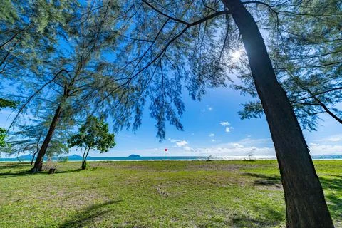 Tranquil Forest Canopy Perspective from Ground Level Stock Photos