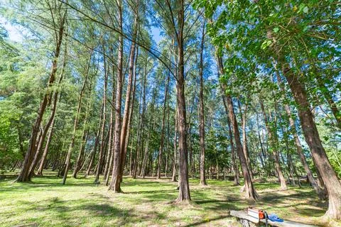 Tranquil Forest Canopy Perspective from Ground Level Stock Photos
