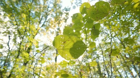Tranquil forest canopy with sunlight streaming through leaves Stock Footage 300952096