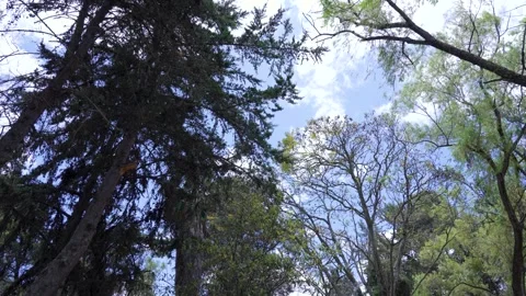 Tranquil Forest Canopy View with Clear Sky 動画素材 287660582