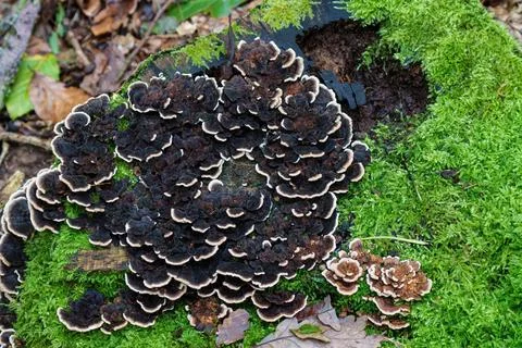 In a tranquil forest, a captivating display showcases black fungi beautifully Stock Photos