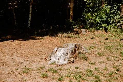 Tranquil forest clearing with tree stump in natural woodland setting. Weekend Stock Photos