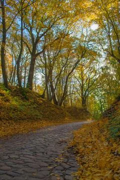 A tranquil forest cobblestone road winds through autumn trees Stock Photos
