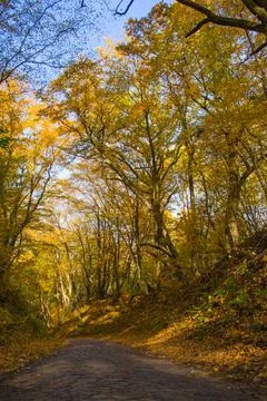 A tranquil forest cobblestone road winds through autumn trees Stock Photos