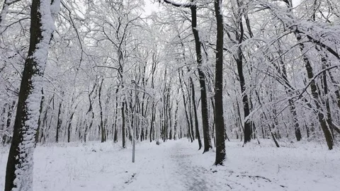 A tranquil forest covered in fresh snow.  Stock Footage 321837468