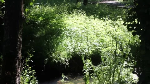 Tranquil forest creek with crystal clear water and lush summer foliage Stock Footage 336929470