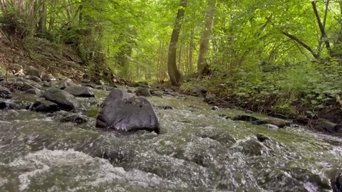 Tranquil Forest Creek Flowing Through Greenery Stock Footage 311181877