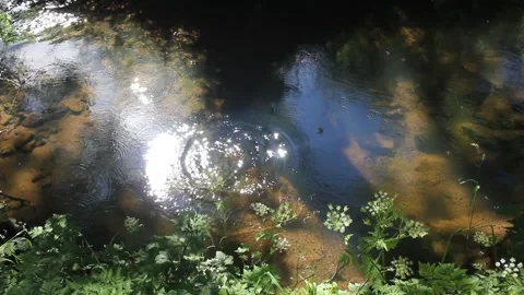 Tranquil forest creek with small insects swarming over rippling water Video stock 336818995