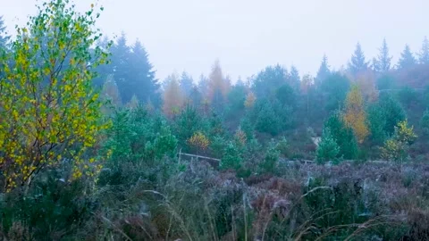 Tranquil Forest With Diverse Greenery, Calm Pine Grove Featuring Young Plants Stock Footage 328050102