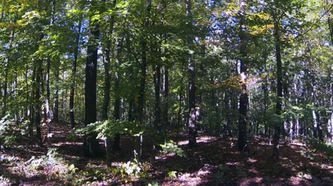 Tranquil forest in early fall, slow tracking shot Stock Footage 31871261