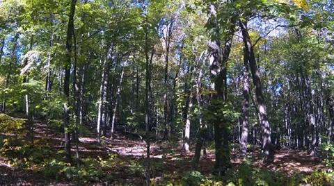 Tranquil forest in early fall, slow tracking shot Stock Footage 31871664