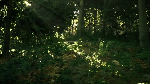 Tranquil forest environment showcasing shadow and illumination contrasts Stock Footage 340347148