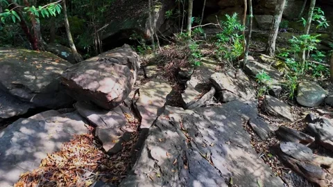 Tranquil Forest Floor with Scattered Rocks Stock Footage 263093675