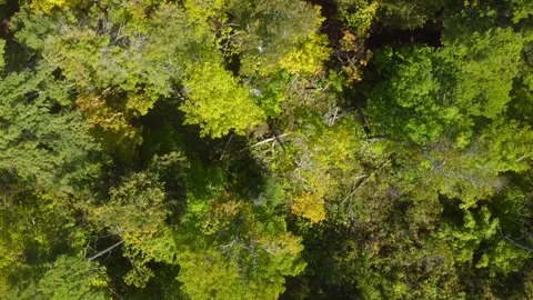 Tranquil Forest Stock Footage 249460594
