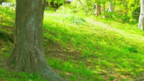 Tranquil forest. Green grass field and trees in spring. Stock Footage 154255369