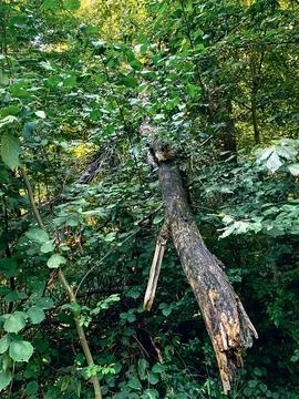 Tranquil Forest Grove with Broken Tree Branch Stock Photos
