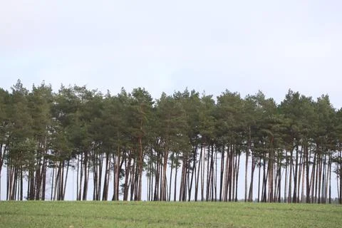 Tranquil Forest Grove under Clear Sky, a peaceful and serene natural environment Stock Photos
