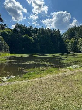 Tranquil Forest Lagoon Stock Photos