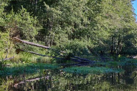 Tranquil Forest Lake with Fallen Trees Reflection Stock Photos