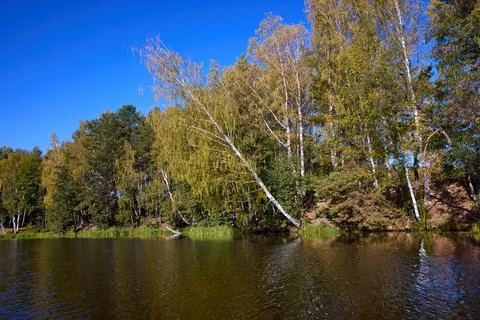 Tranquil Forest Lake with Fallen Trees Reflection Stock Photos