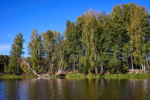 Tranquil Forest Lake with Fallen Trees Reflection Stock Photos