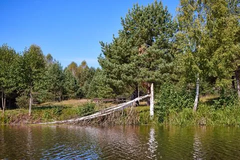 Tranquil Forest Lake with Fallen Trees Reflection Stock Photos