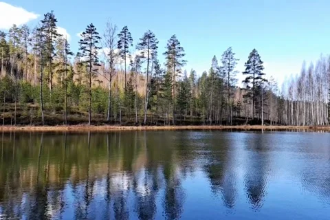 Tranquil Forest Lake With Pine Trees Reflection On Calm Water Video stock 343547192