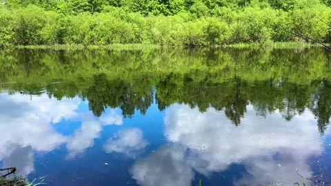 A tranquil forest lake with reflections of green trees and a blue sky  Stock Footage 336407851