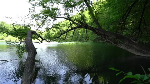 Tranquil Forest Lake Surrounded by Lush Trees Video stock 312760871