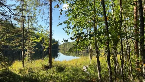 Tranquil Forest Lake View with Greenery 4K Stock Footage 317631778