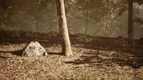 A tranquil forest landscape featuring a rock and a tree in soft morning light Ilustração Stock