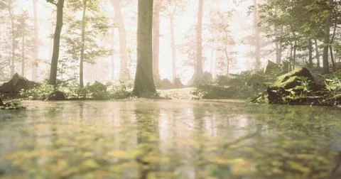 Tranquil forest landscape with gentle sunlight illuminating wet ground Ilustración de archivo