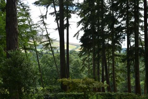 Tranquil Forest Landscape Reveals Distant Rolling Hills at Midday Stock Photos