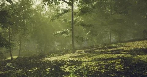 Tranquil forest landscape with sun rays filtering through trees Ilustração Stock