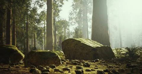 Tranquil forest landscape with sunlight filtering through tall trees Stock Illustration