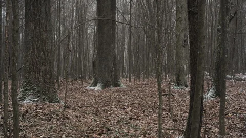 Tranquil forest landscape with tall trees and fallen leaves in winter Stock Footage 346118146