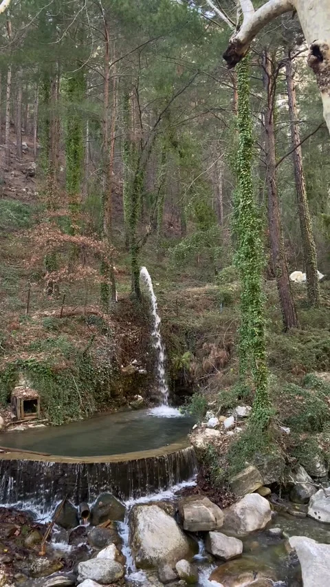 Tranquil Forest Oasis: Artificial Waterfall Amidst Towering Pines Stock Footage 272223483