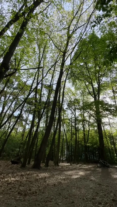Tranquil forest opening with gentle light and natural serenity Stock Footage 341672277
