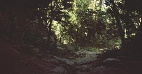 Tranquil forest path illuminated by sunlight and surrounded by greenery 스톡 일러스트