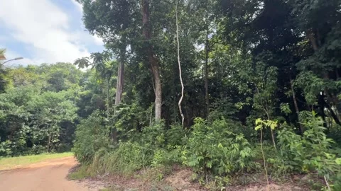 Tranquil forest path Koh Rong Samloem in Sihanoukville Cambodia Stock Footage 337090447