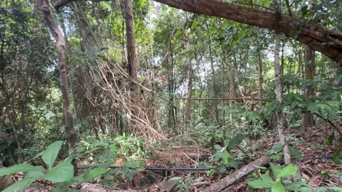 Tranquil forest path Koh Rong Samloem in Sihanoukville Cambodia Stock Footage 337090508
