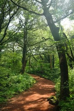 A tranquil forest path lined with old trees Stock Photos