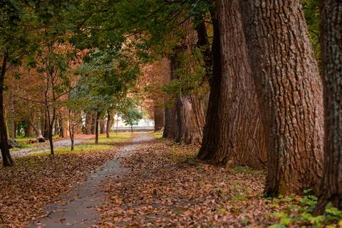 A tranquil forest path, lined with tall trees and covered in a carpet of fall Stock Photos