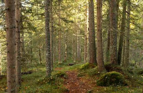 Tranquil forest path meandering through moss-covered ground and towering tr.. Stock Photos