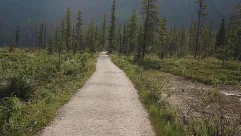 Tranquil Forest Path in Sunlit Wilderness Serenity Stock Footage 255626966