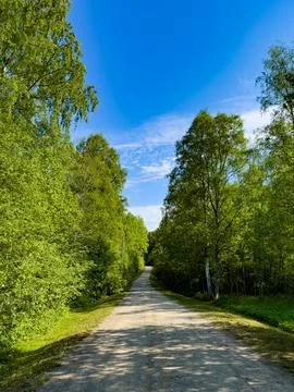Tranquil Forest Path on a Sunny Day Stock Photos
