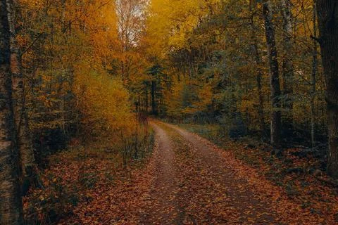 Tranquil Forest Path Surrounded by Autumn Trees and Soft Light Stock Photos