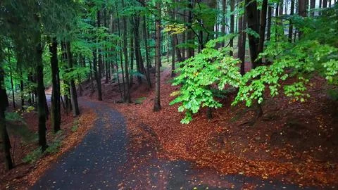 A Tranquil Forest Path Surrounded by Colorful Autumn Foliage and Vibrant Stock Photos