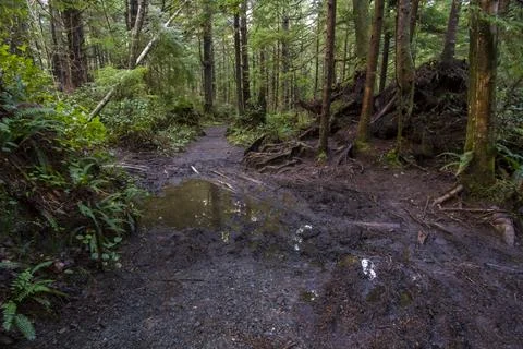 Tranquil Forest Path Surrounded by Lush Greenery and Trees Stock Photos